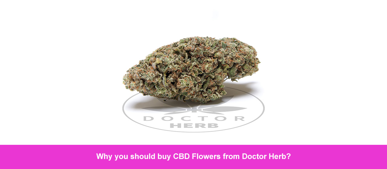 Why you should buy CBD Flowers from Doctor Herb?