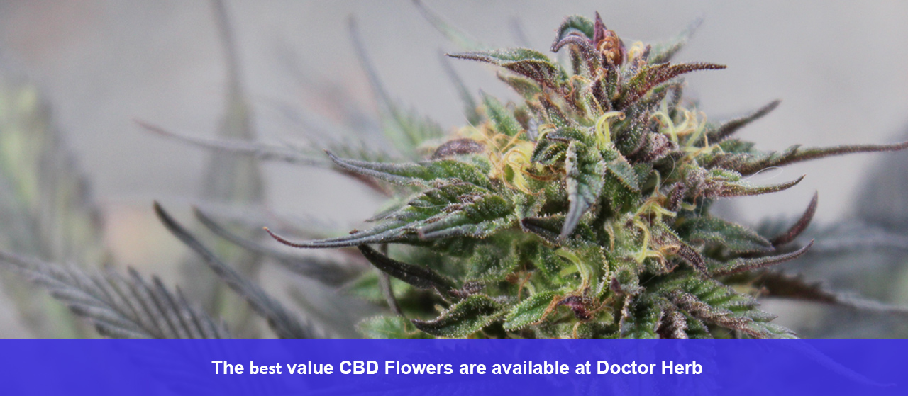 The best value CBD Flowers are available at Doctor Herb