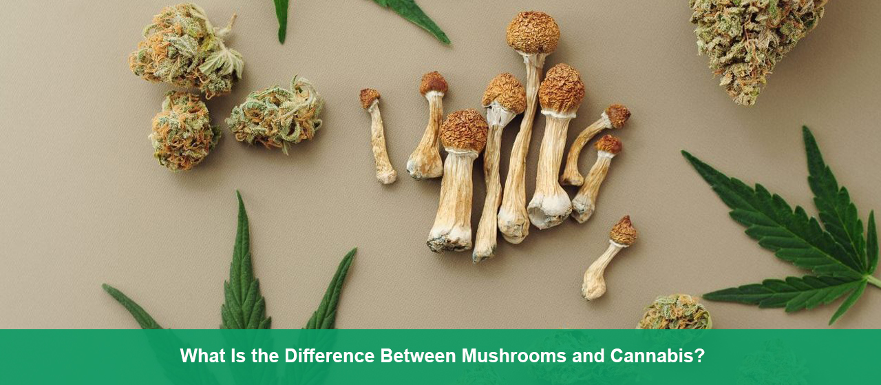 What Is the Difference Between Mushrooms and Cannabis?