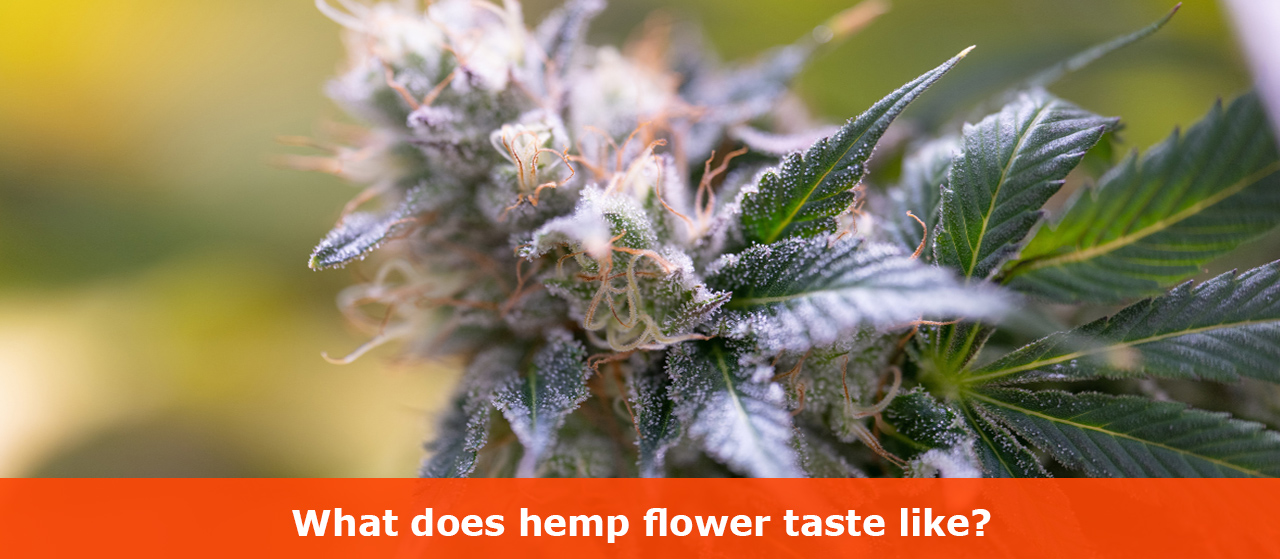 What does hemp flower taste like?