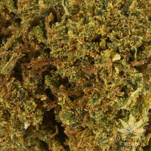 Gorilla Glue - Image 3