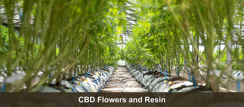 CBD Flowers and Resin