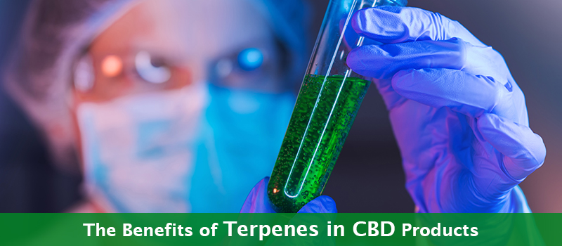 Unraveling the Benefits of Terpenes in CBD Products