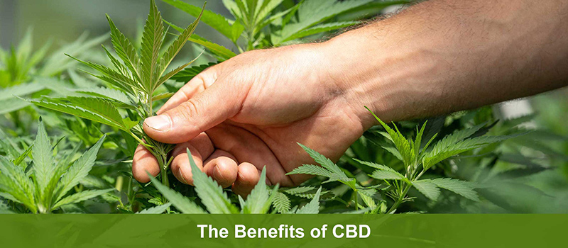 The Potential Benefits of CBD
